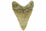 Fossil Megalodon Tooth - North Carolina #378022-2
